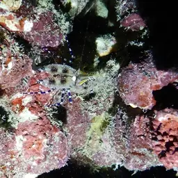 Marble Shrimp, photo 7