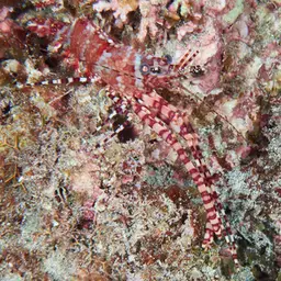 Marble Shrimp, photo 8
