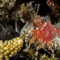 Marble Shrimp, photo 9