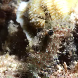 Marble Shrimp, photo 10