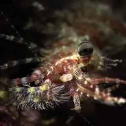 Marble Shrimp, photo 11