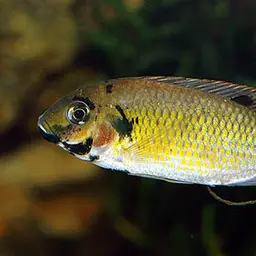 Blackchin Tilapia, photo 2