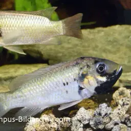 Blackchin Tilapia, photo 3