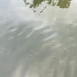 Blackchin Tilapia, photo 4