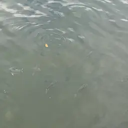 Blackchin Tilapia, photo 5