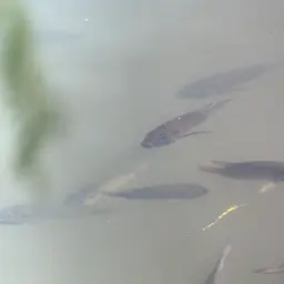 Blackchin Tilapia, photo 9