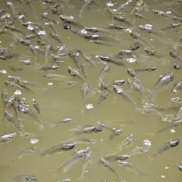 African Blackchin Tilapia, photo 6