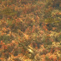 Pantanal Eartheater, photo 9