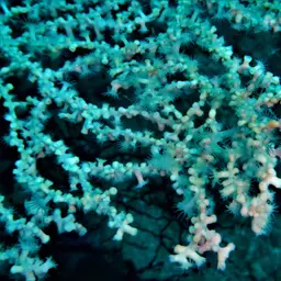 Bushy Crust Coral