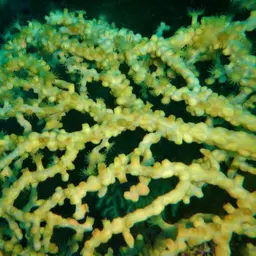 Bushy Crust Coral, photo 2