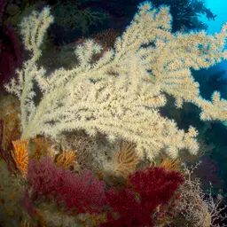 Bushy Crust Coral, photo 3