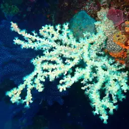 Bushy Crust Coral, photo 4