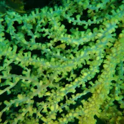 Bushy Crust Coral, photo 5