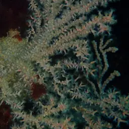 Bushy Crust Coral, photo 6