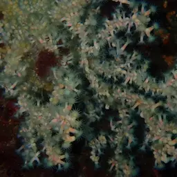 Bushy Crust Coral, photo 7