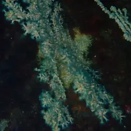 Bushy Crust Coral, photo 8