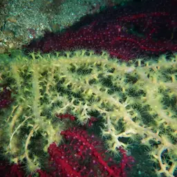 Bushy Crust Coral, photo 9