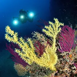 Bushy Crust Coral, photo 10