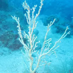 Bushy Crust Coral, photo 11