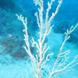 Bushy Crust Coral, photo 12