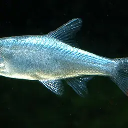 Burmese Rammy Nose, photo 1