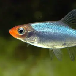 Burmese Rammy Nose, photo 2