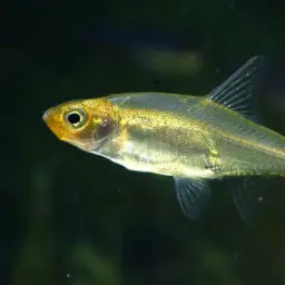 Burmese Rammy Nose, photo 5