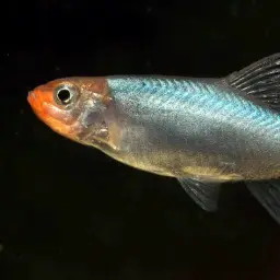 Burmese Rammy Nose, photo 9