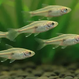 Scaleless Killifish