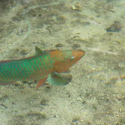 Blue Rainbow, photo 7