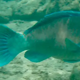 Bumphead Parrotfish, photo 3