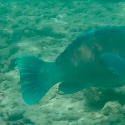 Bumphead Parrotfish, photo 4