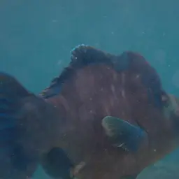Bumphead Parrotfish, photo 6