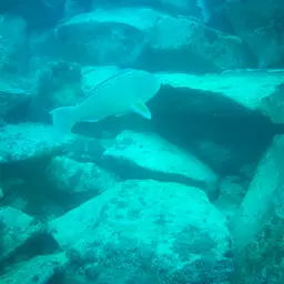 Bumphead Parrotfish, photo 7