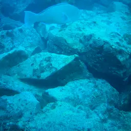 Bumphead Parrotfish, photo 8