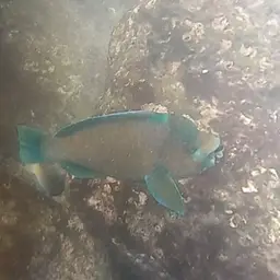 Bumphead Parrotfish, photo 9