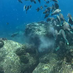 Bumphead Parrotfish, photo 10
