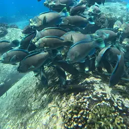 Bumphead Parrotfish, photo 11