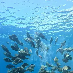 Bumphead Parrotfish, photo 12