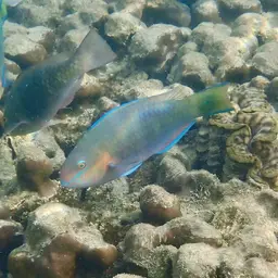 Green-blotched Parrotfish, photo 1