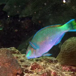 Green-blotched Parrotfish, photo 2