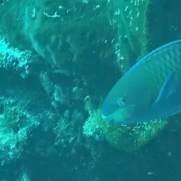 Green-blotched Parrotfish, photo 3