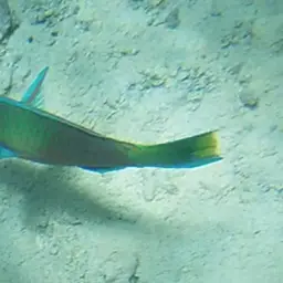 Green-blotched Parrotfish, photo 4