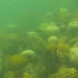 Green-blotched Parrotfish, photo 6