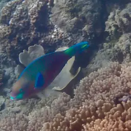Green-blotched Parrotfish, photo 8