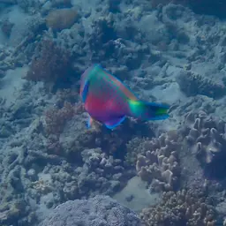 Green-blotched Parrotfish, photo 9