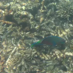Green-blotched Parrotfish, photo 10