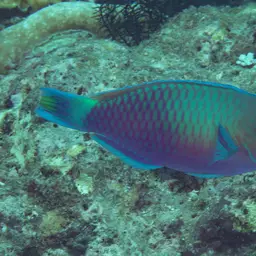 Green-blotched Parrotfish, photo 11
