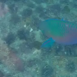 Green-blotched Parrotfish, photo 12