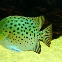 Butter Fish
